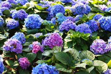Obraz premium Macro close-up of hydrangeas growing in a garden setting.