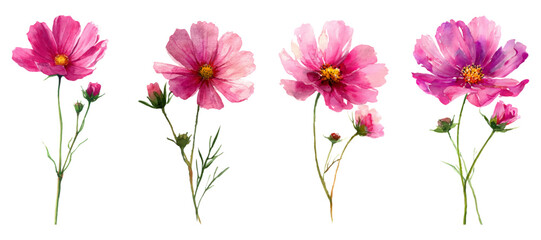 Watercolor cosmos flowers in various shades of pink and purple, with green stems and closed buds, creating a vibrant bloom of botanical artistry on a plain white background © Narin
