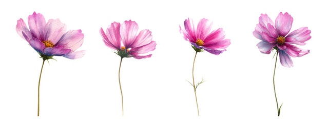 Fototapeta premium Pink cosmos flowers painted in watercolor style, showing soft petals and a yellow center, creating a gentle botanical illustration for design and educational purposes