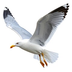Fototapeta premium A white seagull in flight with outstretched wings