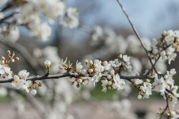 Fototapeta premium A close-up of white cherry blossom flowers on a branch against a blurred background. The scene captures the beauty of springtime nature.