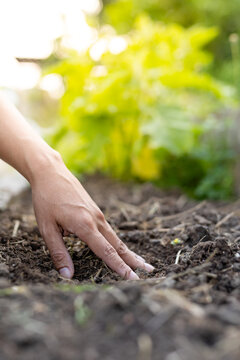 Hand gently examining soil for quality in organic gardening