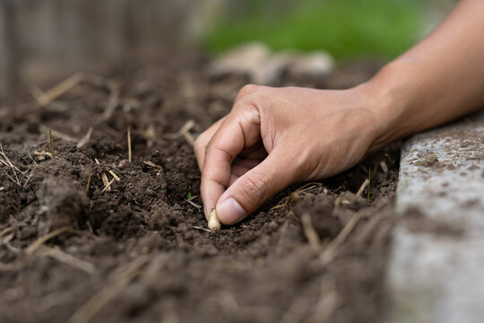 Planting seed in soil by hand for organic gardening growth