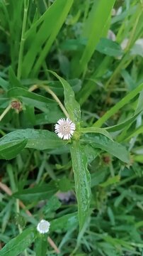 Euphorbia Hirta: Medicinal Herb in Nature