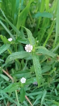 Euphorbia Hirta: Medicinal Herb in Nature