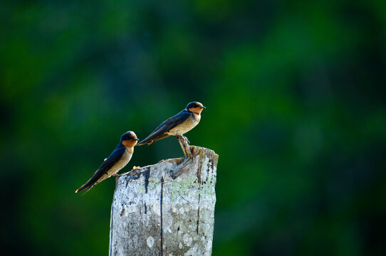 Common swift in natural enviroment in Thailand.