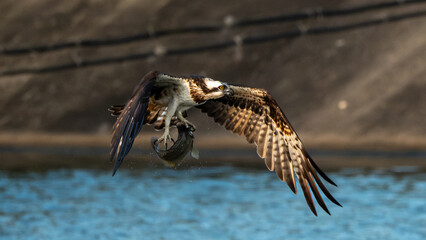 Osprey soars above water, clutching fish in talons © kongkiat chairat