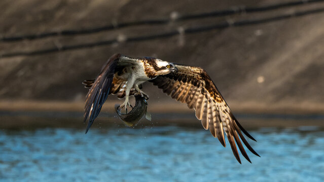 Osprey soars above water, clutching fish in talons