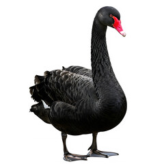 Fototapeta premium Black swan standing, isolated on a transparent background