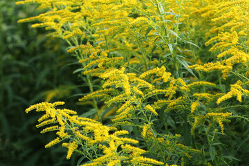 Blooming goldenrod. Solidago, or goldenrods, is a genus of flowering plants in the aster family,...