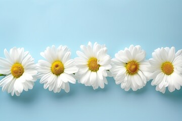 Obraz premium White daisies line up on a blue background, showcasing their simple beauty while attracting attention to their shapes and colors