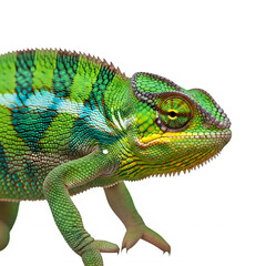 Fototapeta premium Close-up of colorful chameleon, isolated on a transparent background