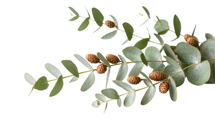 Fresh eucalyptus branches with round green leaves and small brown cones, naturally isolated on transparent background for botanical design PNG © Vasilis