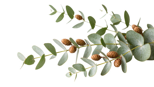 Fresh eucalyptus branches with round green leaves and small brown cones, naturally isolated on transparent background for botanical design PNG
