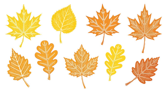 Autumn Leaves Collection: Maple, Oak, Birch - Fall Season Illustration