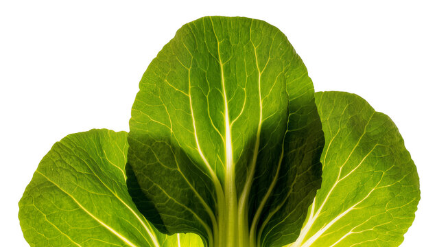 Vibrant green leafy vegetable, fresh organic bok choy leaves with prominent veins isolated on transparent background, healthy food ingredient PNG