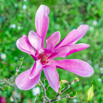 Close-up of a newly bloomed purple magnolia flower