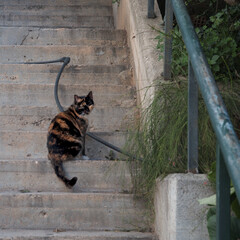 Obraz premium cat on the stairs
