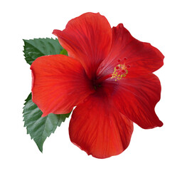 Fototapeta premium Red hibiscus flower with green leaves isolated on transparent background.