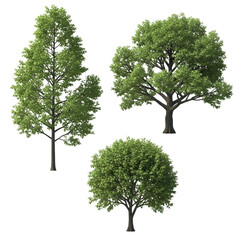Obraz premium Three distinct trees shown in a simple line drawing illustration