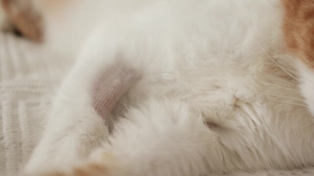 close-up of a white and ginger domestic cat appearing sad after a veterinary visit. Pet&rsquo;s recovery process and the reality of feline healthcare and diagnostic testing.