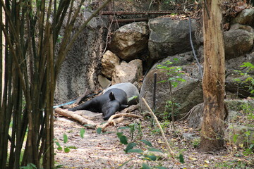 Fototapeta premium Tapir in a zoo