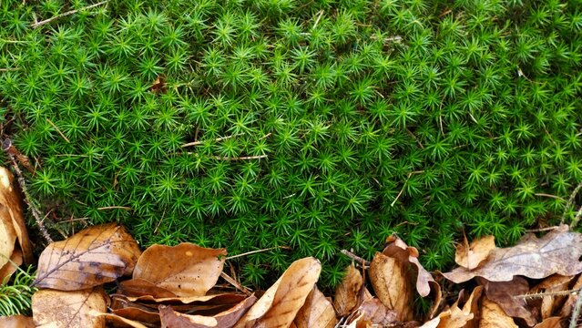 Close-up detail of lush green Haircap moss (Polytrichum) on the forest floor