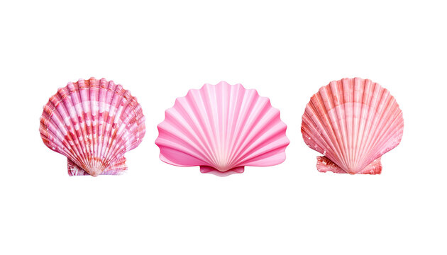 A single spiral conch shell separated from a white background.