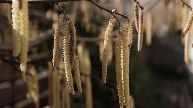 Сlose-up of Common Hazel (Corylus avellana) catkins swaying in the breeze. These "lamb's tails" are the male flowers of the hazel tree, which open in late winter and early spring to release pollen