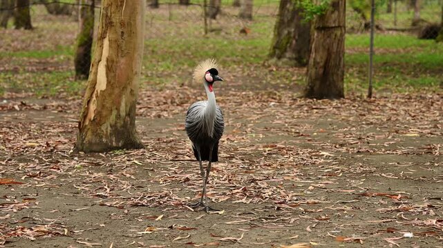 Two majestic cranes rest in open air, walking on ground. East African cranes in reserve. Vulnerable bird species. Animal protection concept. Crowned crane. Balearica pavonina