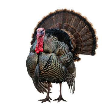 Male Wild Turkey Displaying Fanned Tail Feathers Against White Background &mdash; Thanksgiving Bird Portrait
