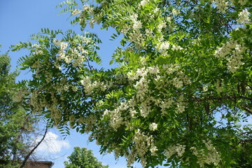 Fototapeta premium Branches of blossoming black locust tree in May