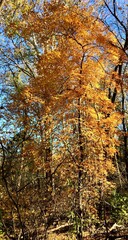 Fototapeta premium Golden autumn forest with colorful fall foliage under blue sky