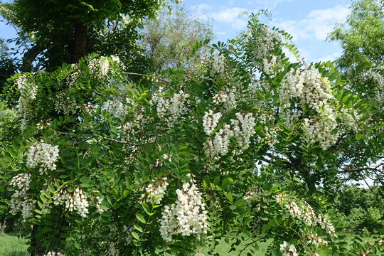 Flowering branches of black locust tree against the sky in May