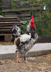 Full body shot of a domestic rooster (Gallus gallus domesticus) with speckled black and white feathers and a bright red comb standing outdoors in a farmyard. © Dan