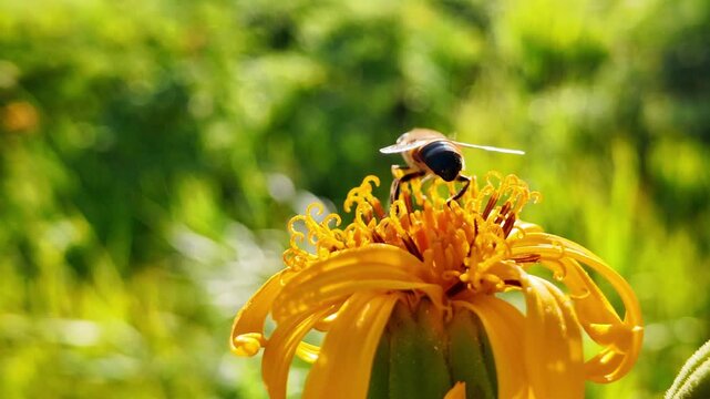 タデ原湿原に咲くハンカイソウと蜂