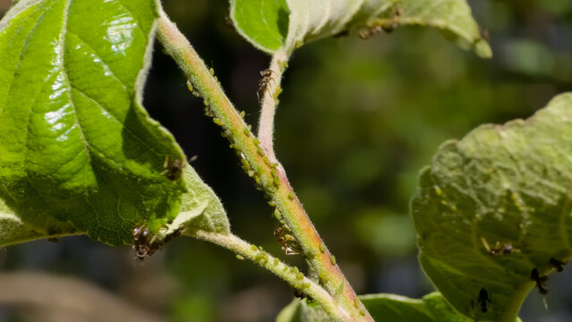 Apple tree shoot heavily infested with green apple aphids (Aphis pomi) and several ants, indicating a symbiotic relationship.