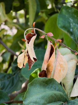 Wilting, browning leaves on a quince branch, likely due to Erwinia amylovora (fire blight) infection, set against blurred green foliage.