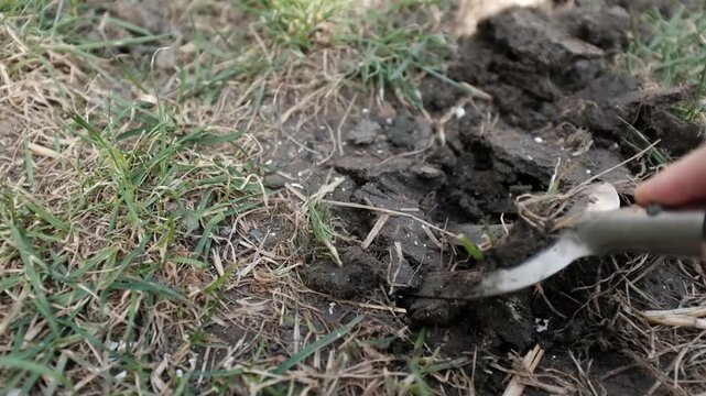 A close-up, high-angle shot captures a person's hand using a small metal hand fork to break up and aerate dark, clumpy garden soil. Preparing the ground for planting during a sunny spring day.
