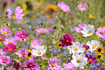 Garten 1555 © K.-U. Häßler