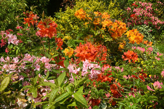Garten 1577