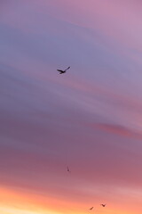 Fototapeta premium Violet Sunset