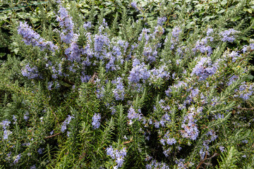 Obraz premium Rosemary plant with small purple flowers blooming on aromatic herb bush in botanical garden natural floral background