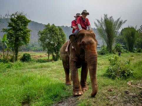 Thailand, Chiang Mai province, Ran Tong Elephant Sanctuary, Elephant trekking