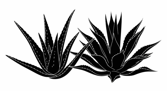 Black silhouette of two aloe vera and agave succulent plants with white line details and sharp serrated leaves, isolated on a white background, minimalist vector botanical illustration.