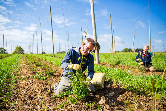 Male and female farmers planting hop crops at Hallertau, Bavaria, Germany