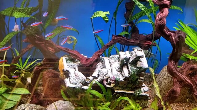 Aquarium, relaxation zone with live fish and seaweed. Decorative ceramic base and driftwood in the aquarium, yellow fish and life under water. 