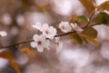 Obraz premium Blurred delicate white and pink cherry blossoms. An atmosphere of awakening and freshness.