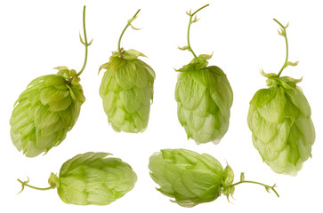 Obraz premium Set fresh green hop cones close-up isolated on white background