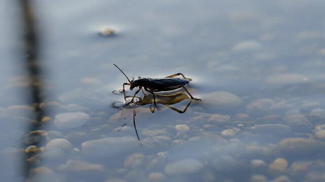 Close Up of a Water Strider Insect on the Surface of Clear Water with Ripples and Pebbles Visible Below